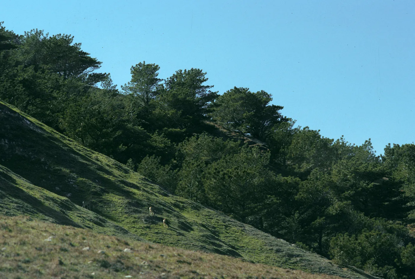Santa Rosa Island, Torrey Pines