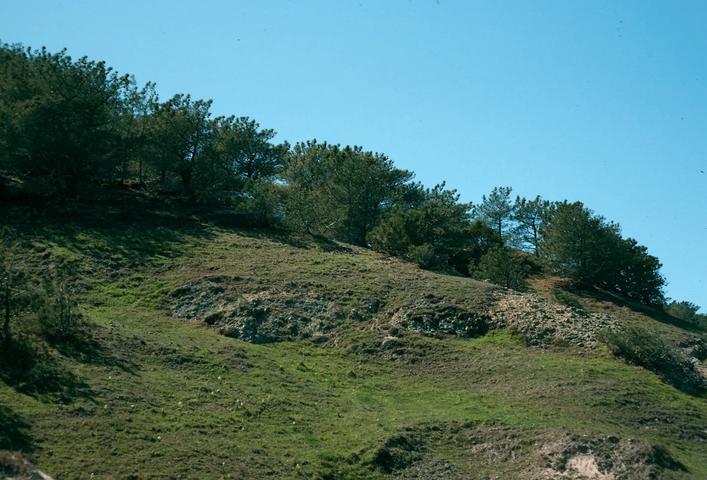 Santa Rosa Island, Torrey Pines, Beechers Bay