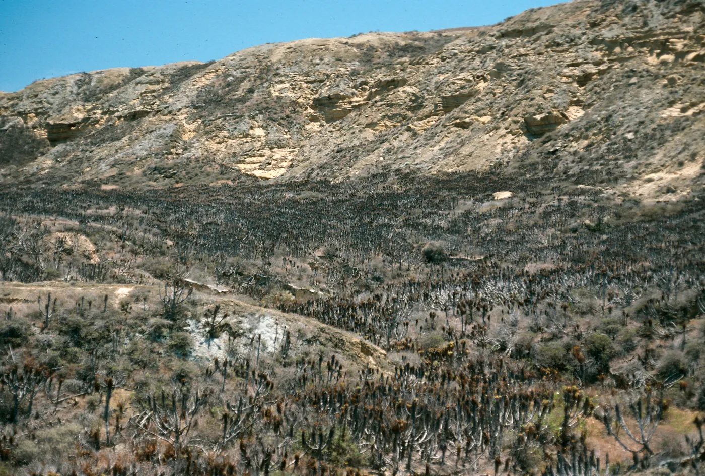 San Nicolas Island, North coastal flats, Northeast end