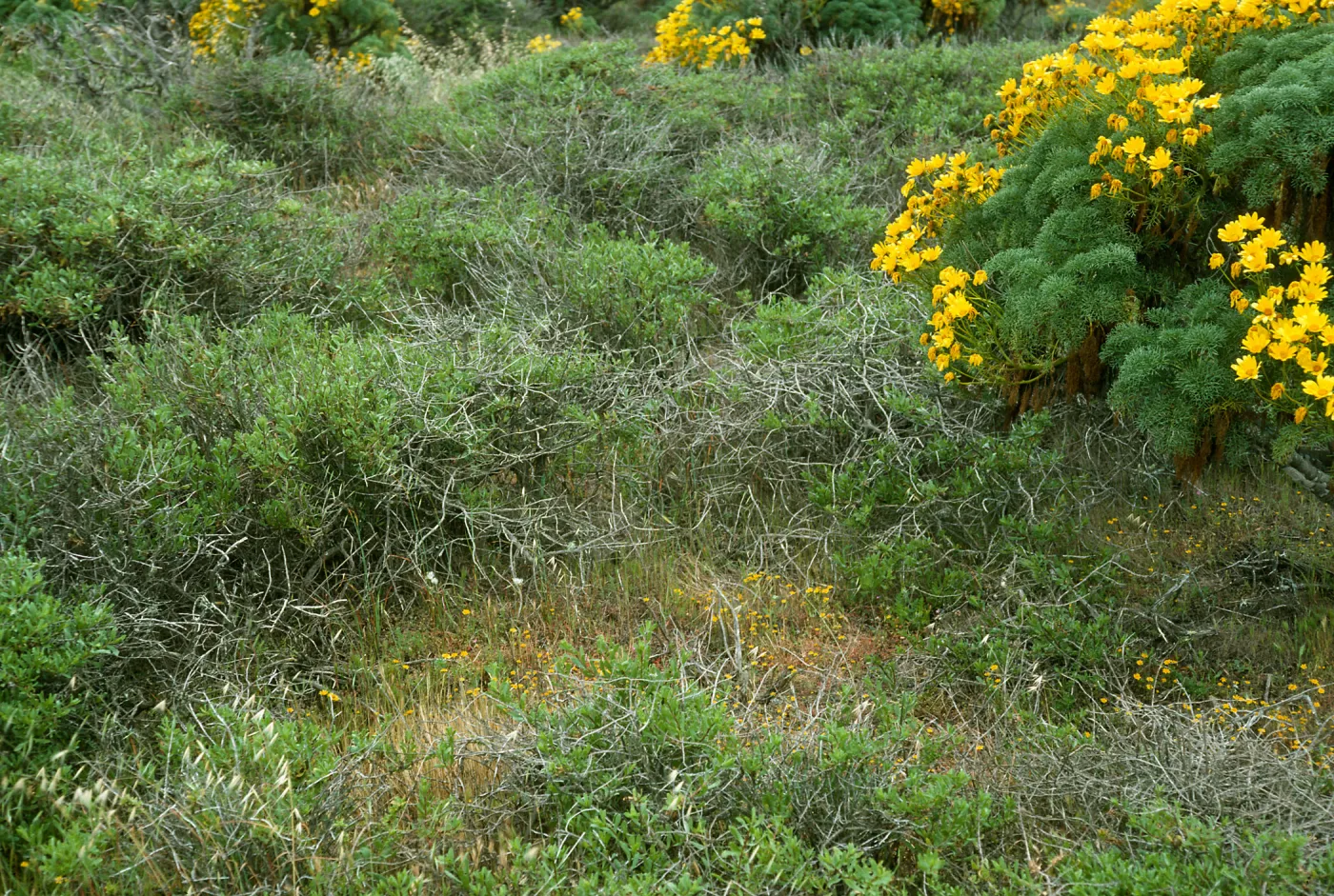 San Nicolas Island, annual habitat, Northwest of airfield