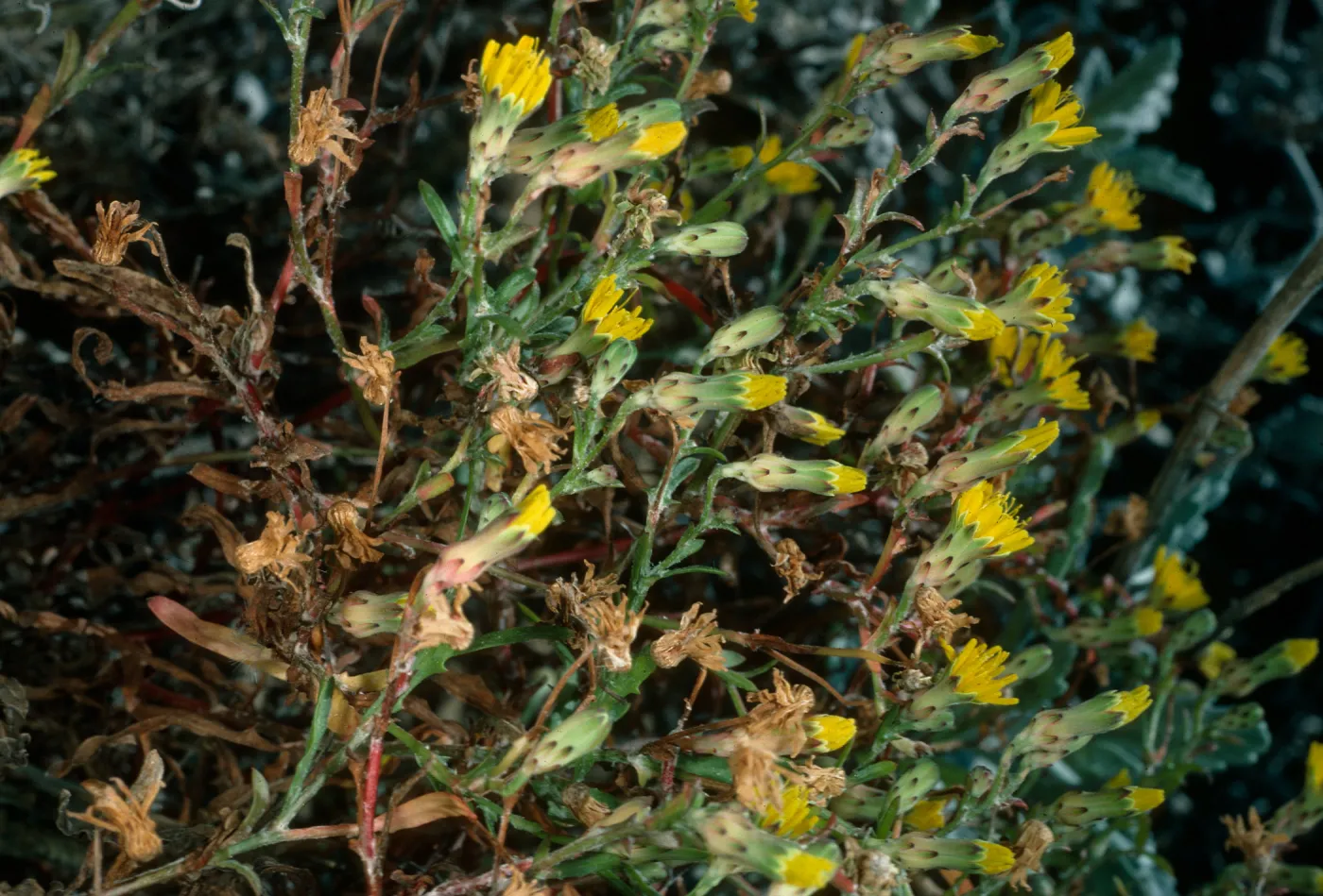 Malacothrix, San Nicolas Island