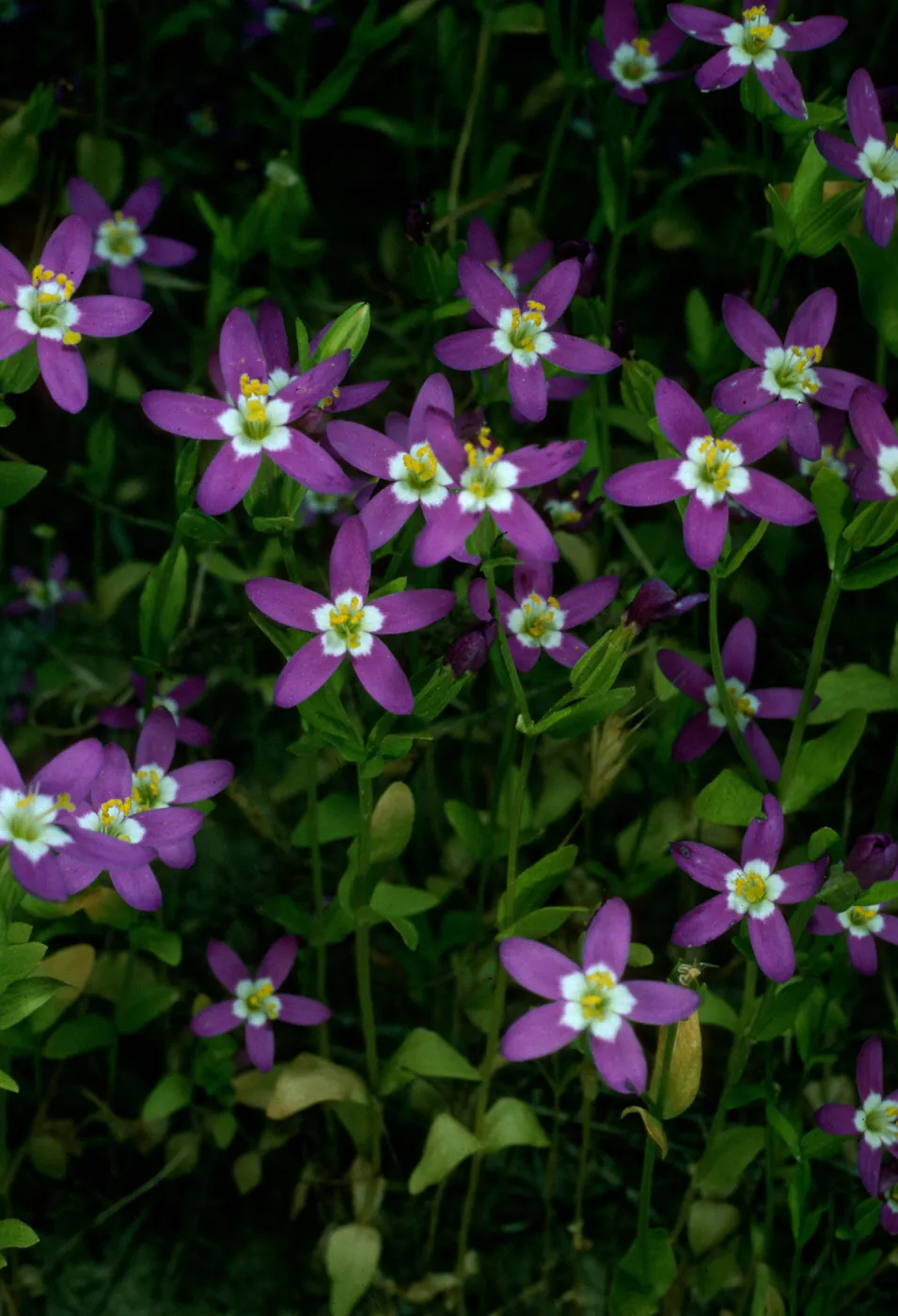 San Nicolas Island, Centaurium venustum, base of NAVFAC grade