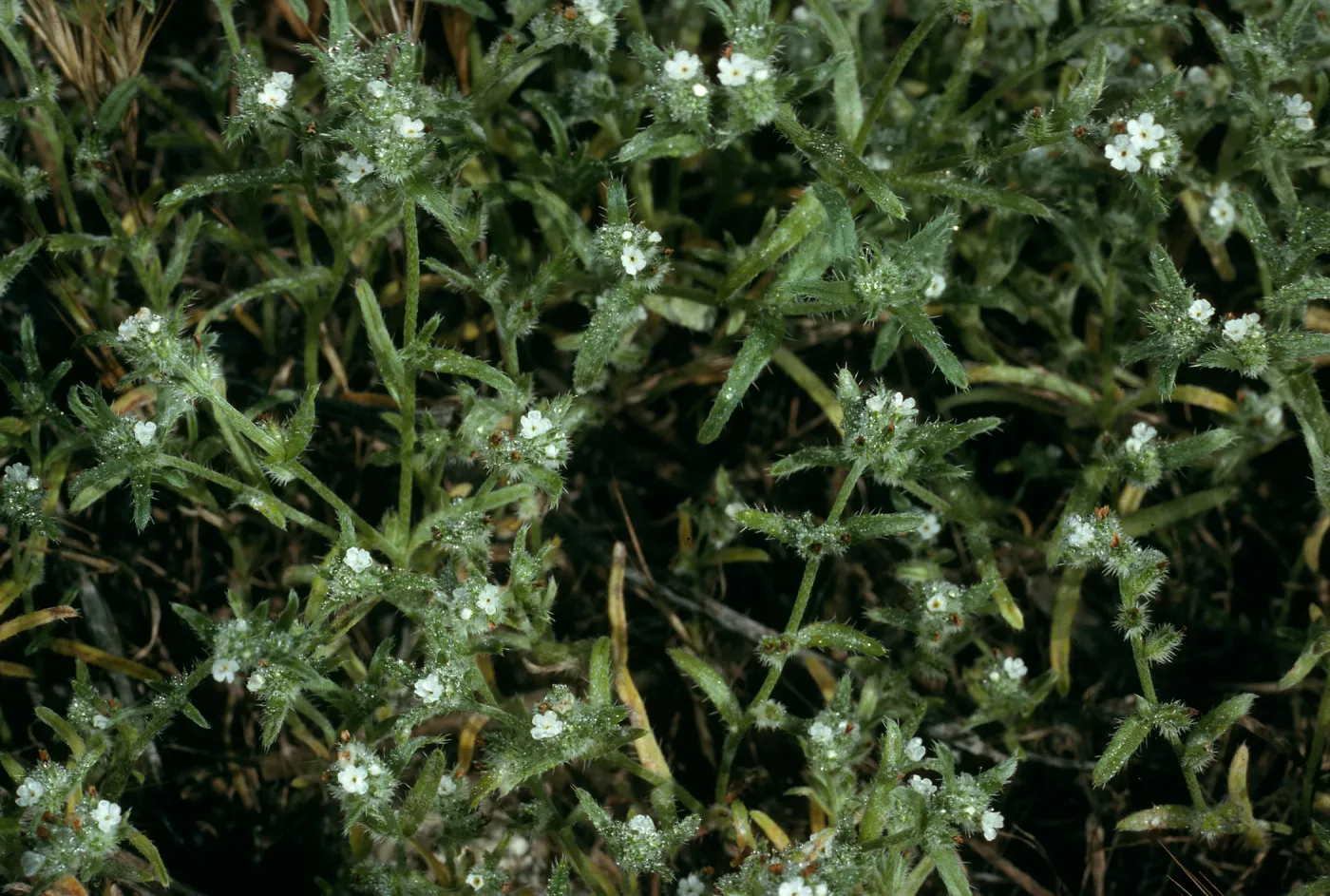 San Nicolas Island, Cryptantha traskiae, West of Corral Harbor