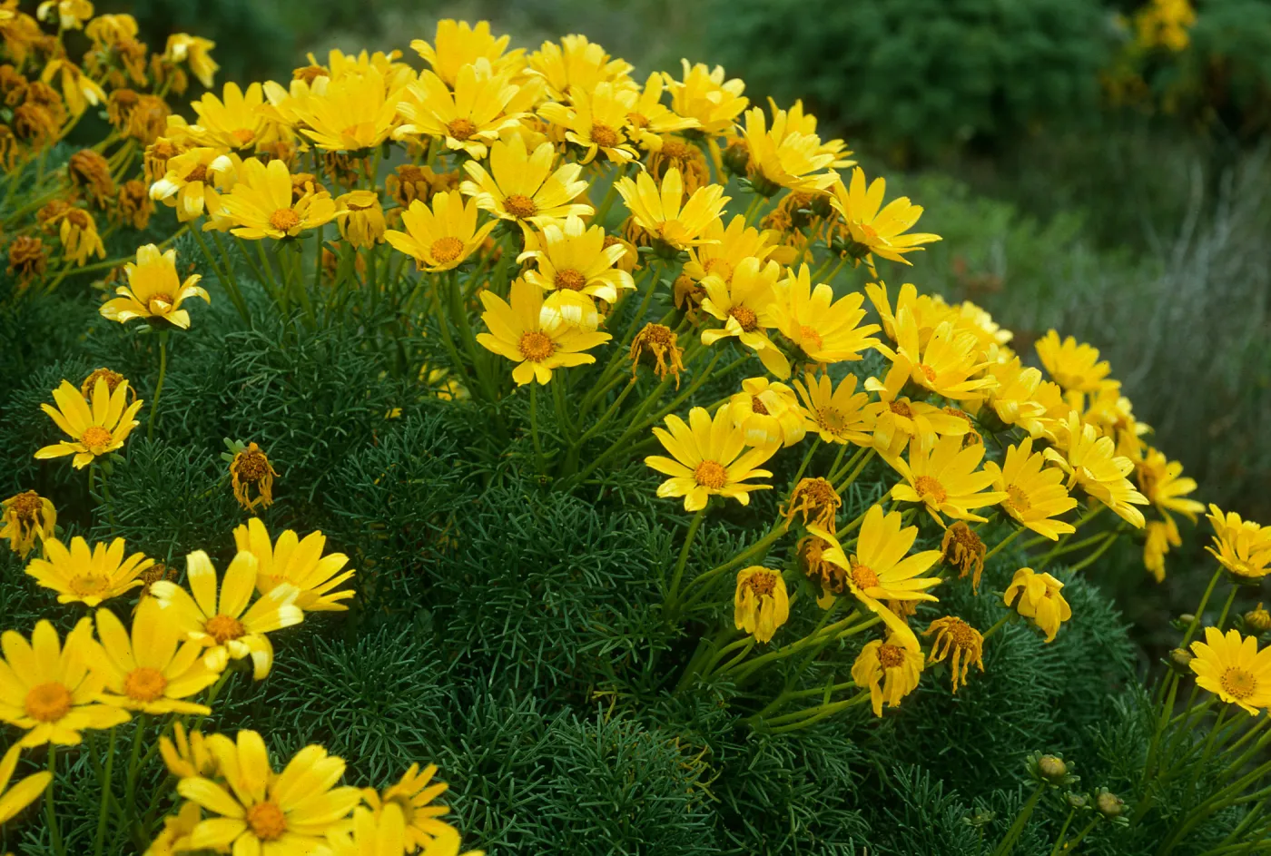 San Nicolas Island, Coreopsis gigantea, Northwest of airfield