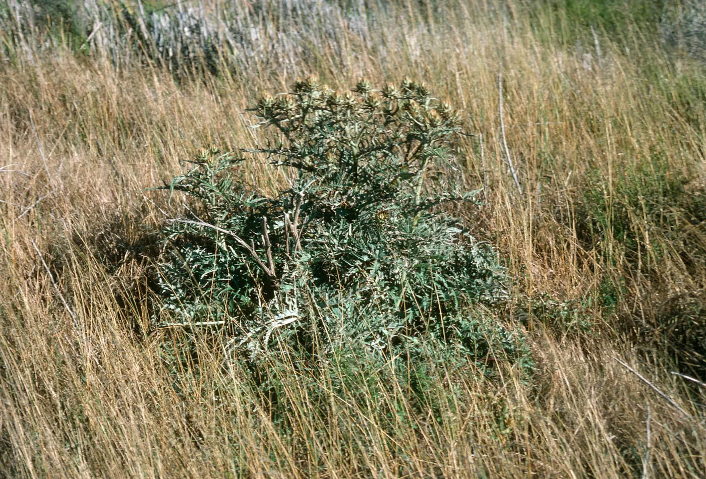 San Nicolas Island, Cynara, Wells on Tufts Road