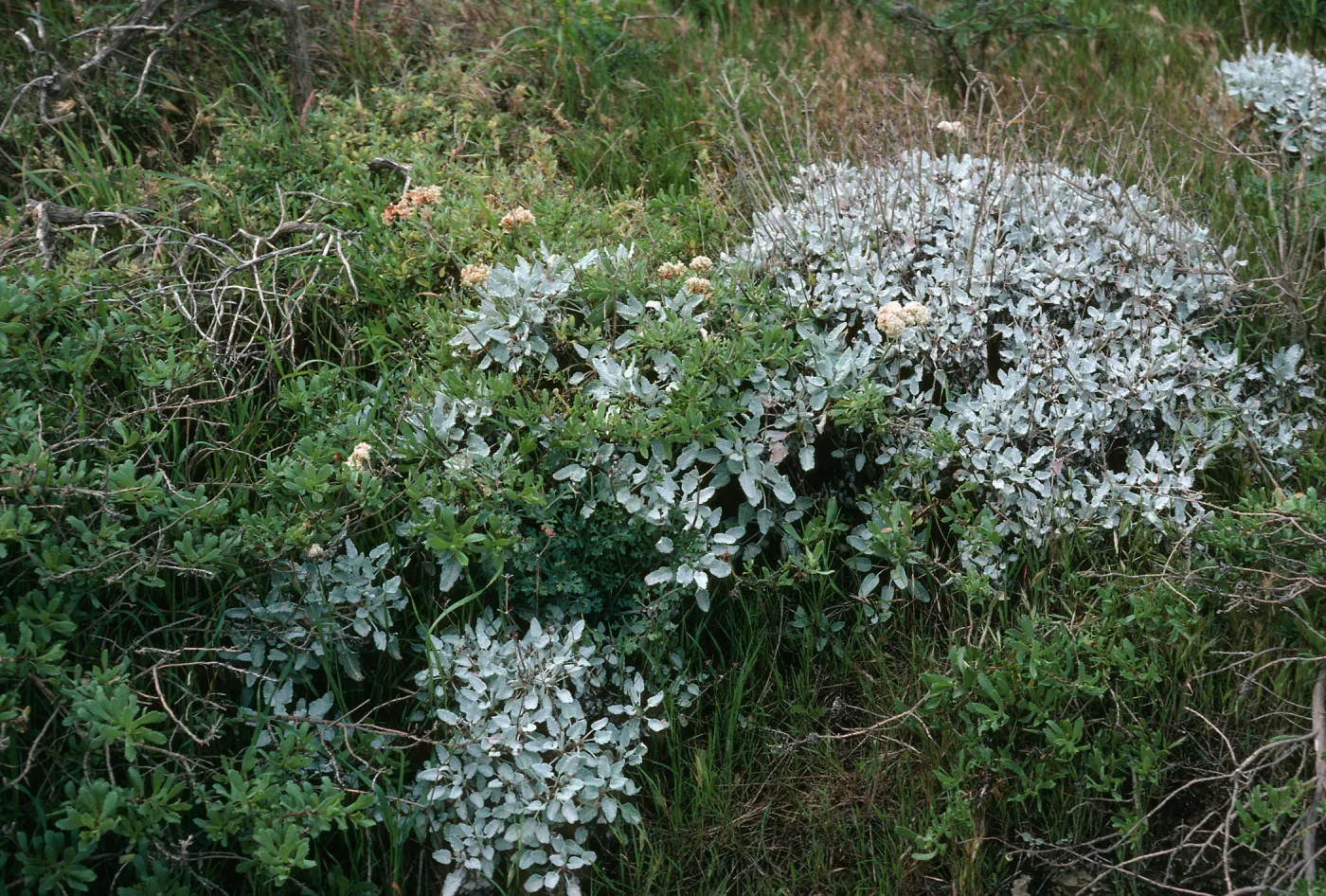 San Nicolas Island, Eriogonum grande timorum, Beach Road