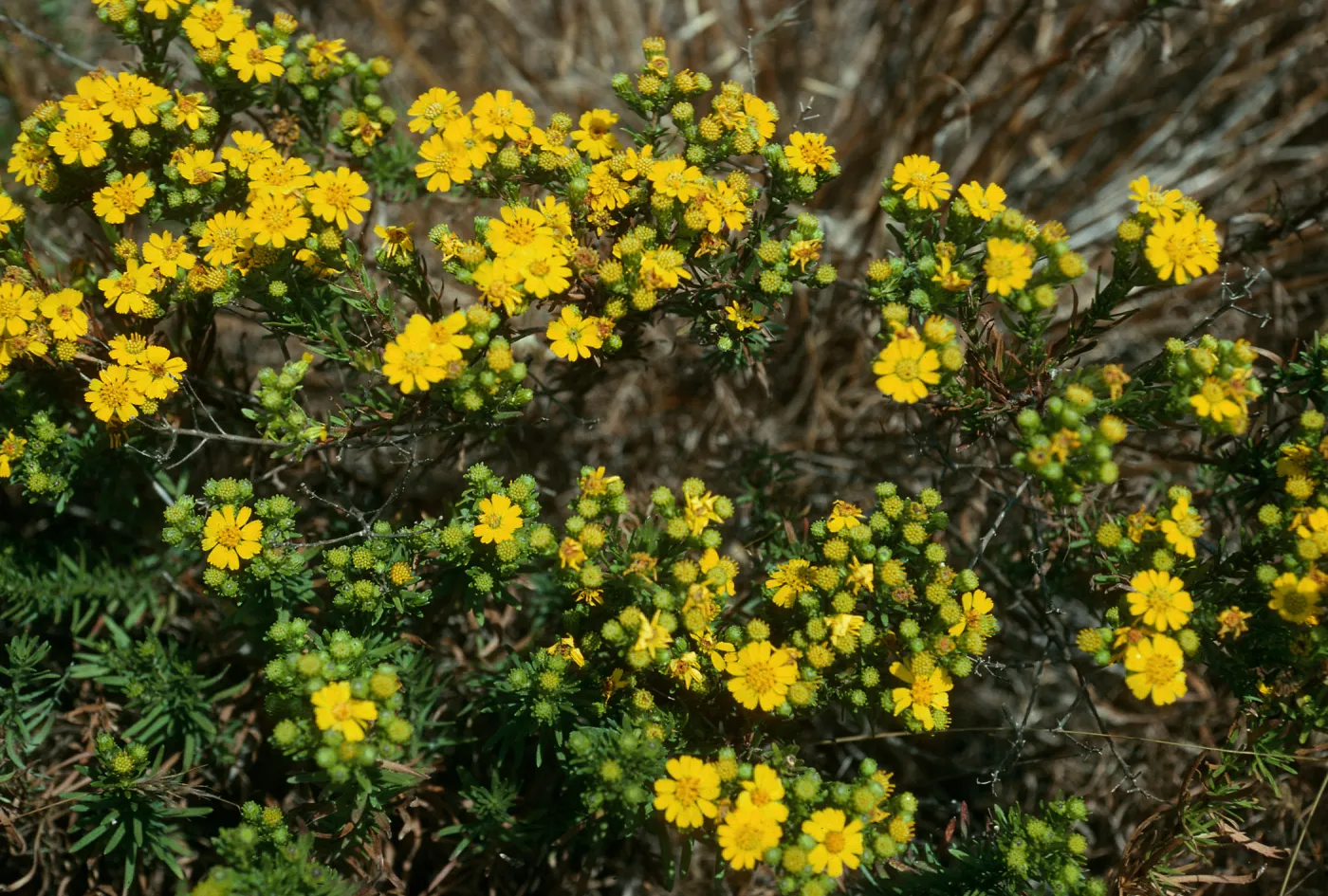 San Nicolas Island, Hemizonia clementina, North side of airstrip
