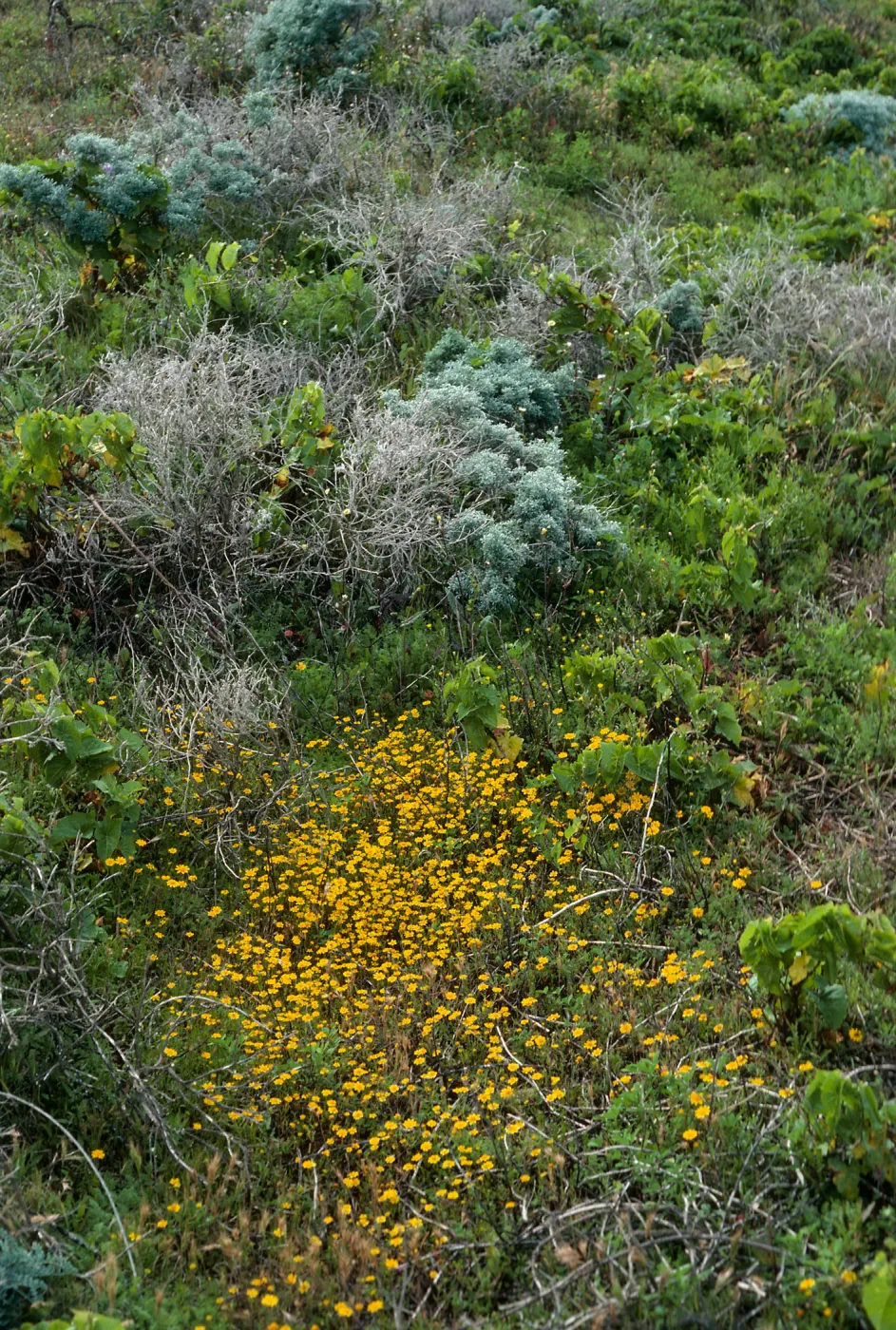 San Nicolas Island, Lasthenia, North shore