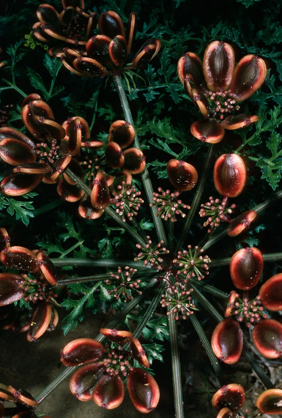 San Nicolas Island, Lomatium insulare, Beach Road