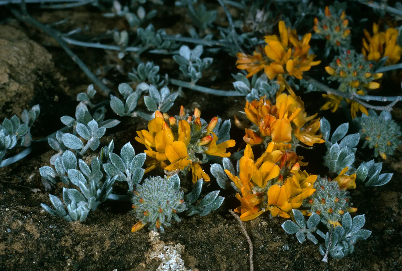 San Nicolas Island, Lotus argophyllus ornithopus, Jackson Hill Road (South side)