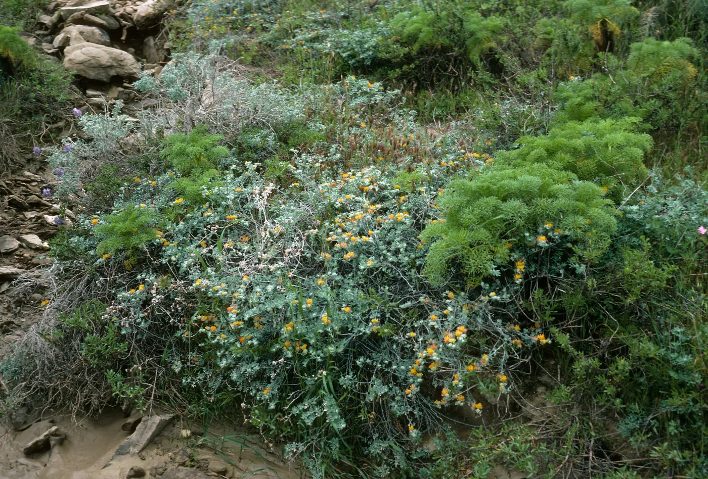 San Nicolas Island, Lotus argophyllus, Coreopsis, Beach Road