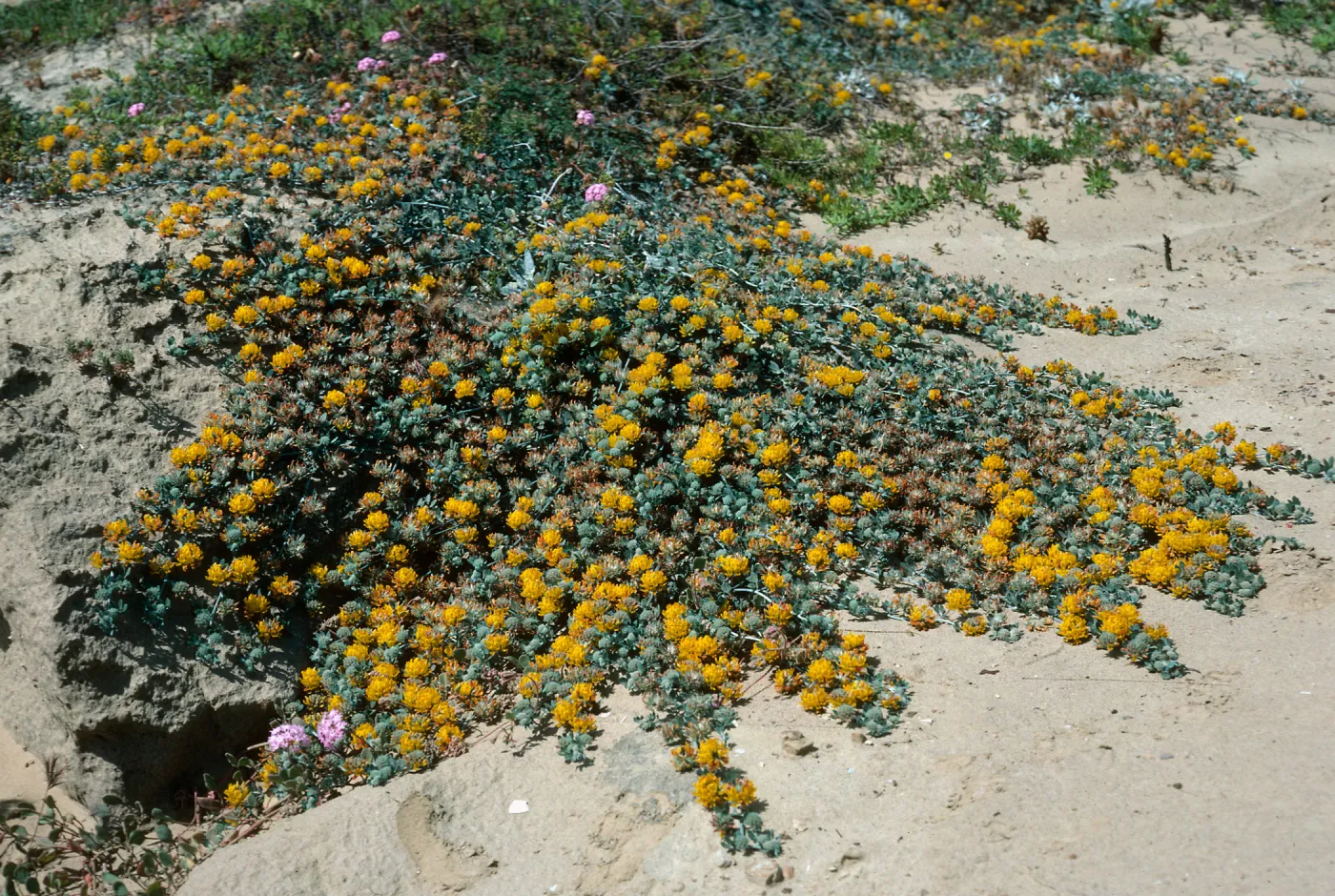 San Nicolas Island, Lotus argophyllus, Daytona Beach