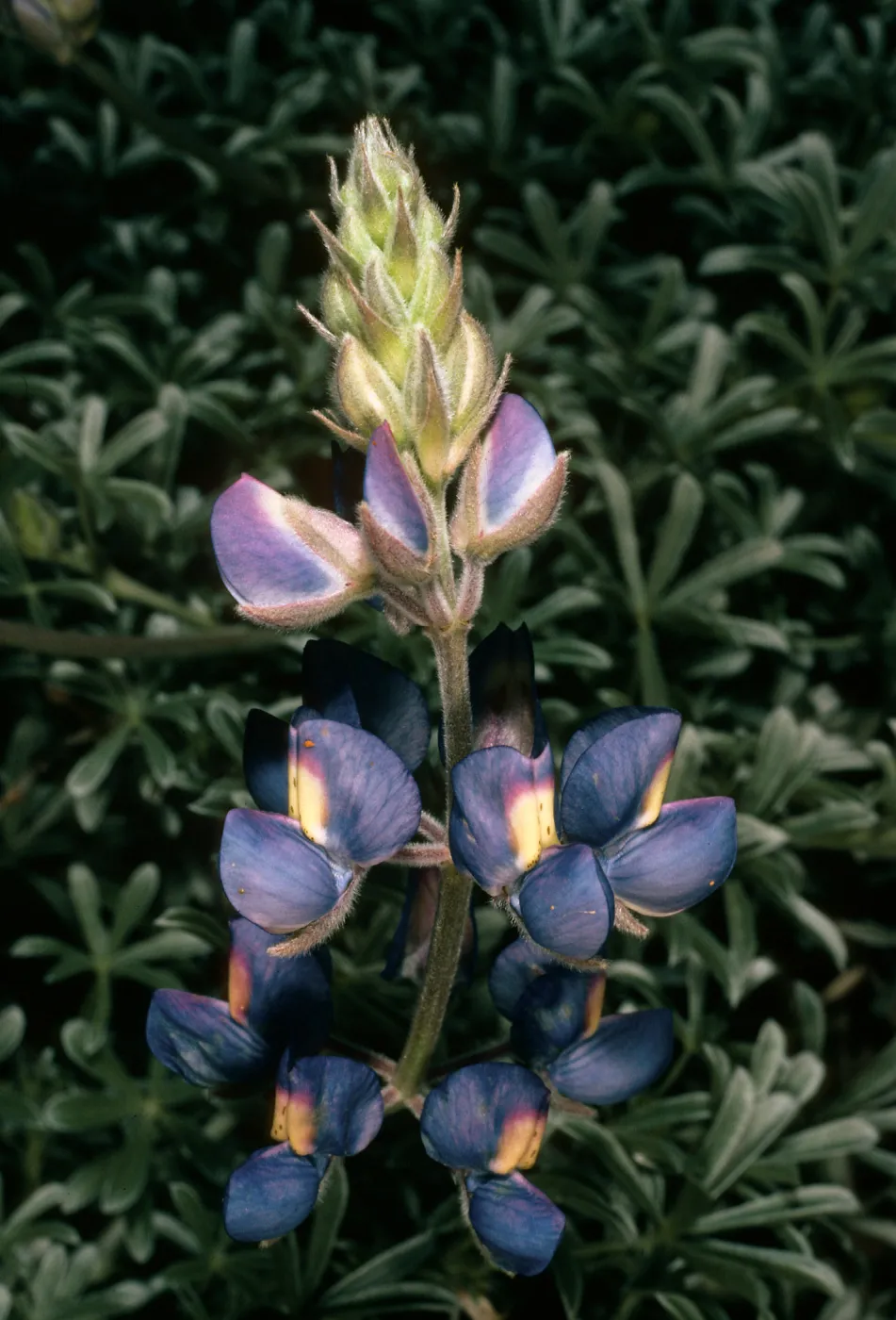 San Nicolas Island, Lupinus (Lupine),