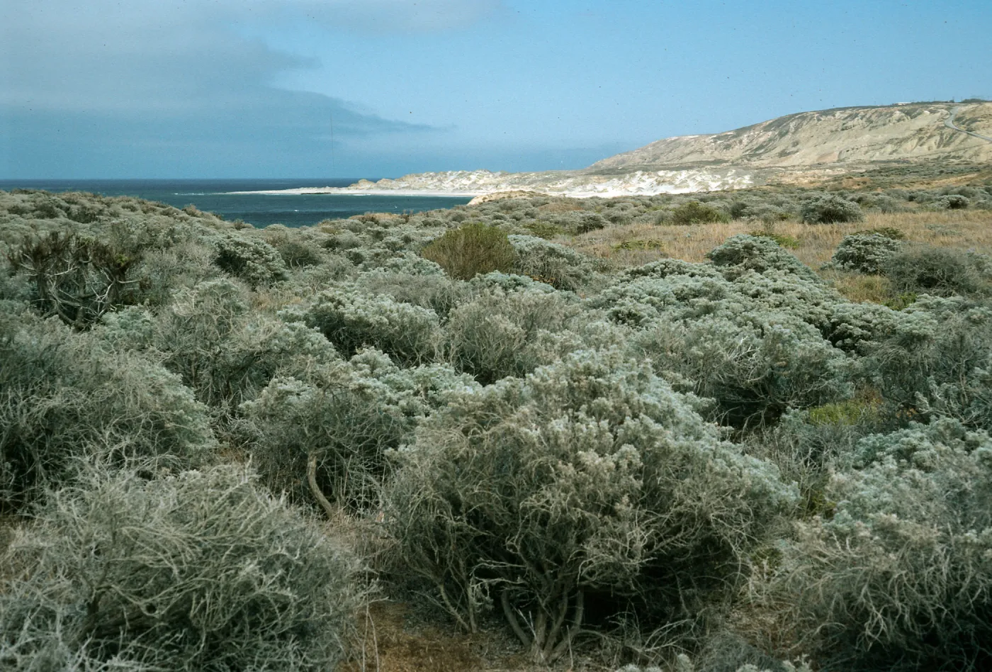 San Nicolas Island, Lupinus (Lupine),, flats, East of Corral Harbor