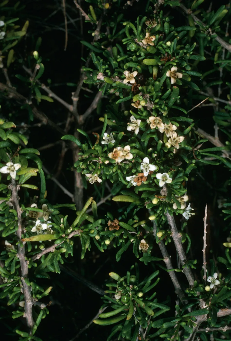 San Nicolas Island, Lycium californicum