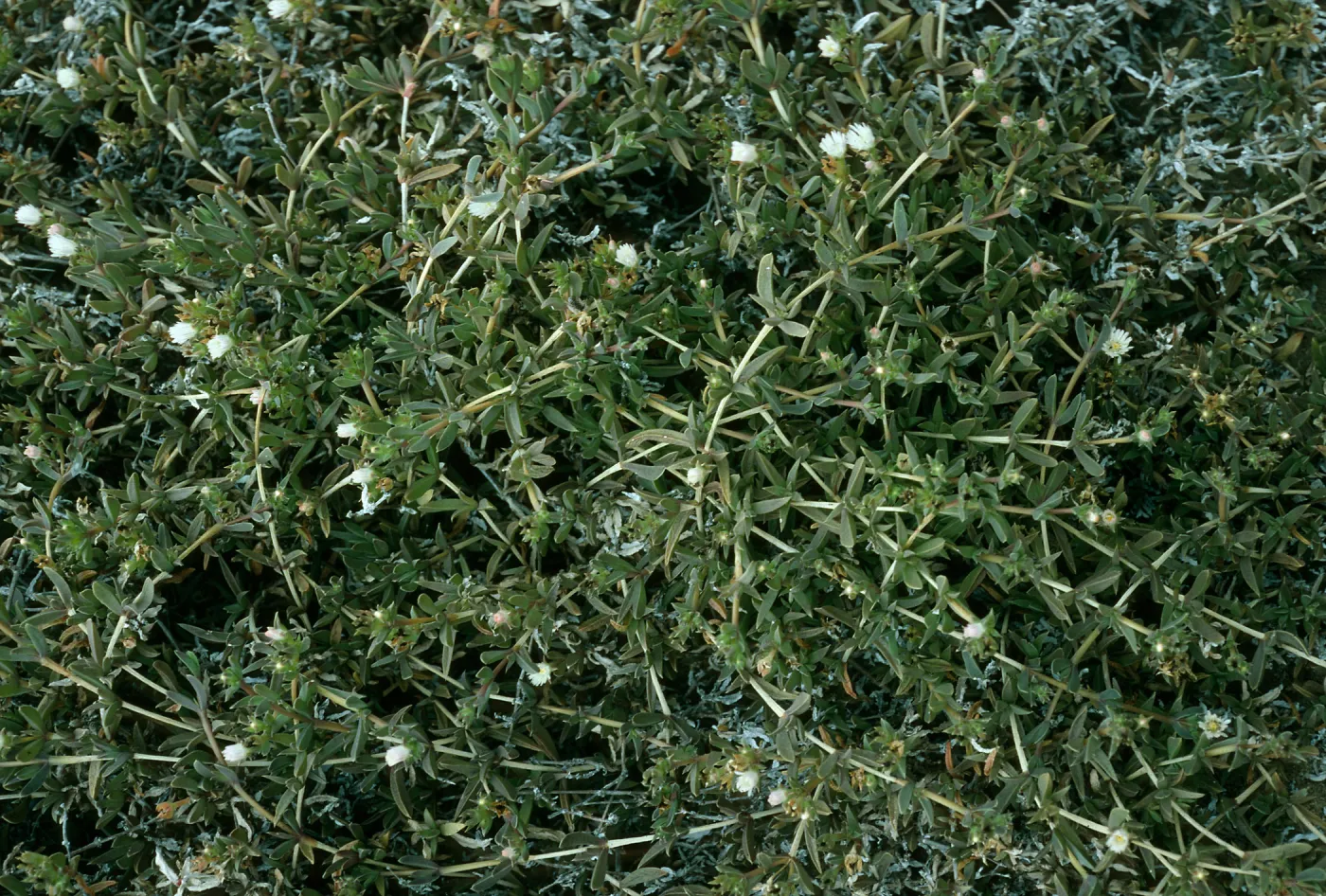 San Nicolas Island, Delosperma, Tule Creek, SN-1234