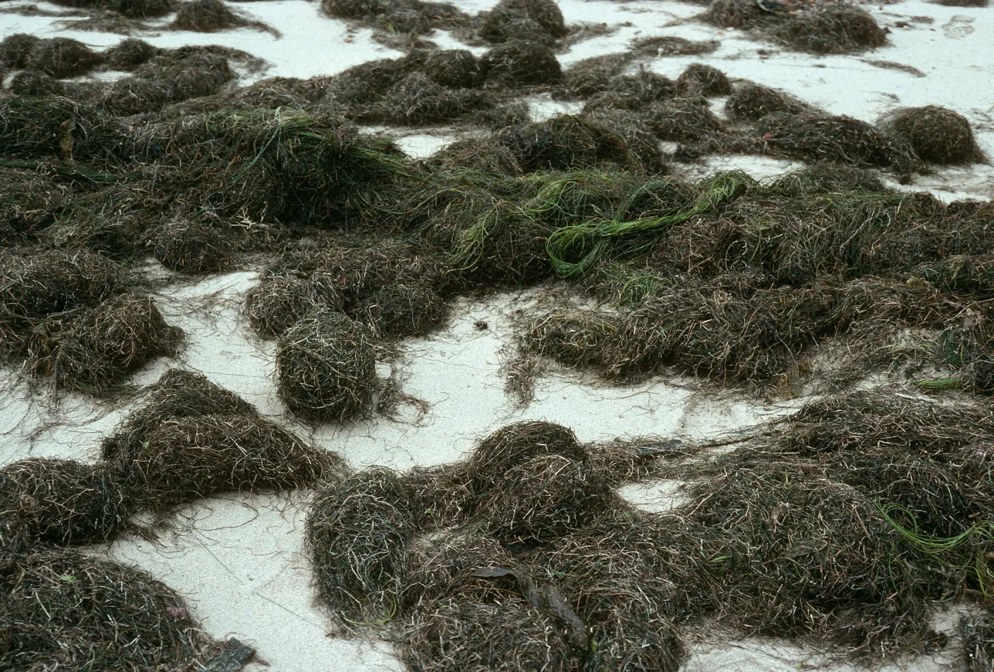 San Nicolas Island, Phyllospadix, Old Barge Landing, just East of NAVFAC grade