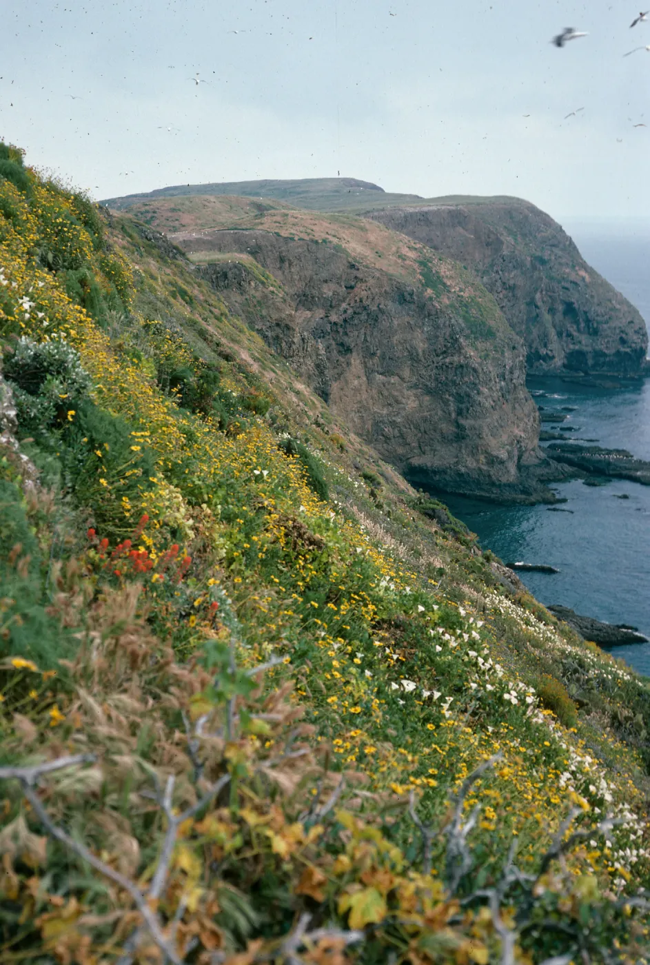 Middle Anacapa Island offshore slopes, West end