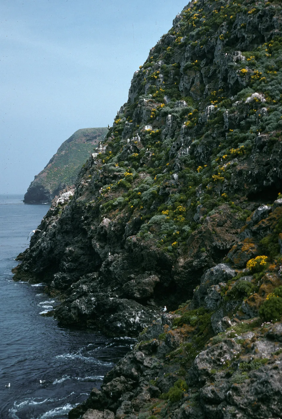 West Anacapa Island, onshore bluffs, just East of Rat Rock