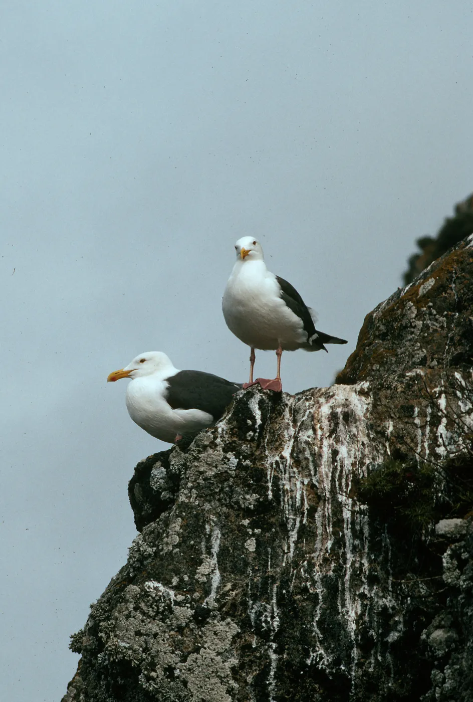 West Anacapa Island, Wester Gulls, Rat Rock