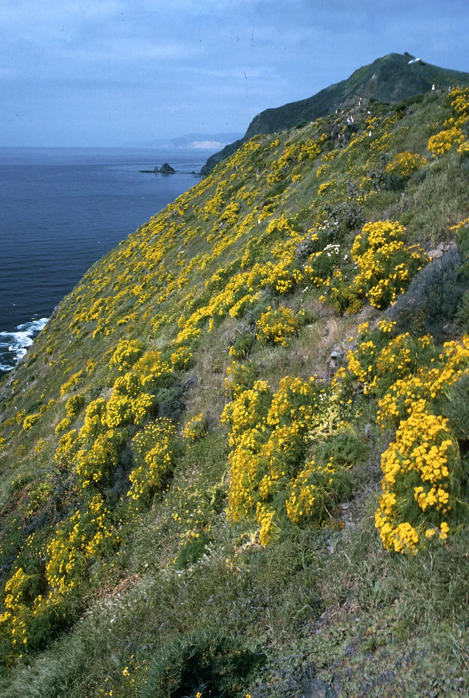 Middle Anacapa Island, Coreopsis, South side, near West Knife edge