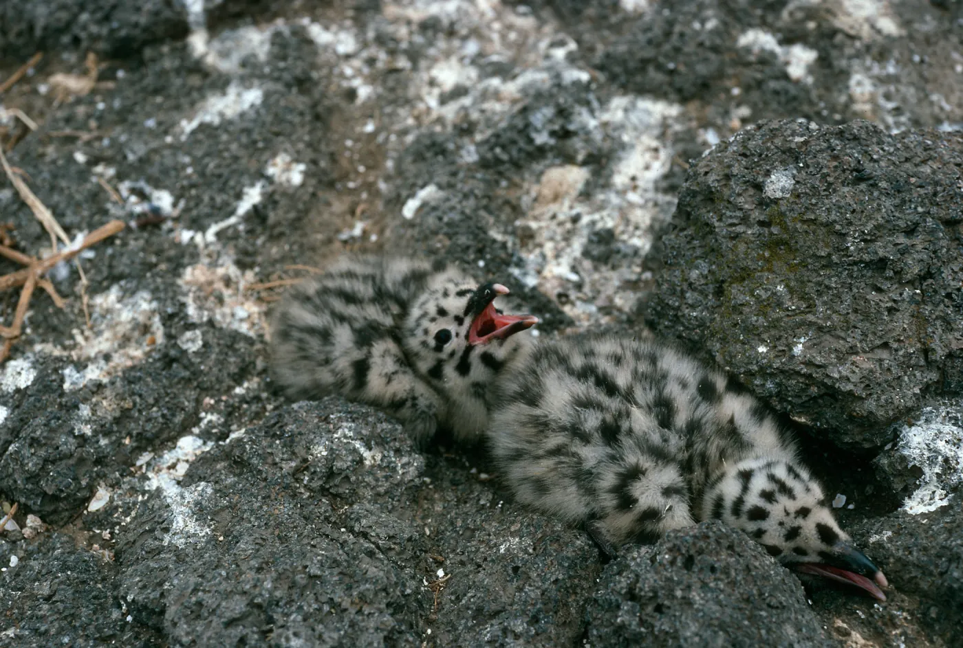 Middle Anacapa Island, gull chicks