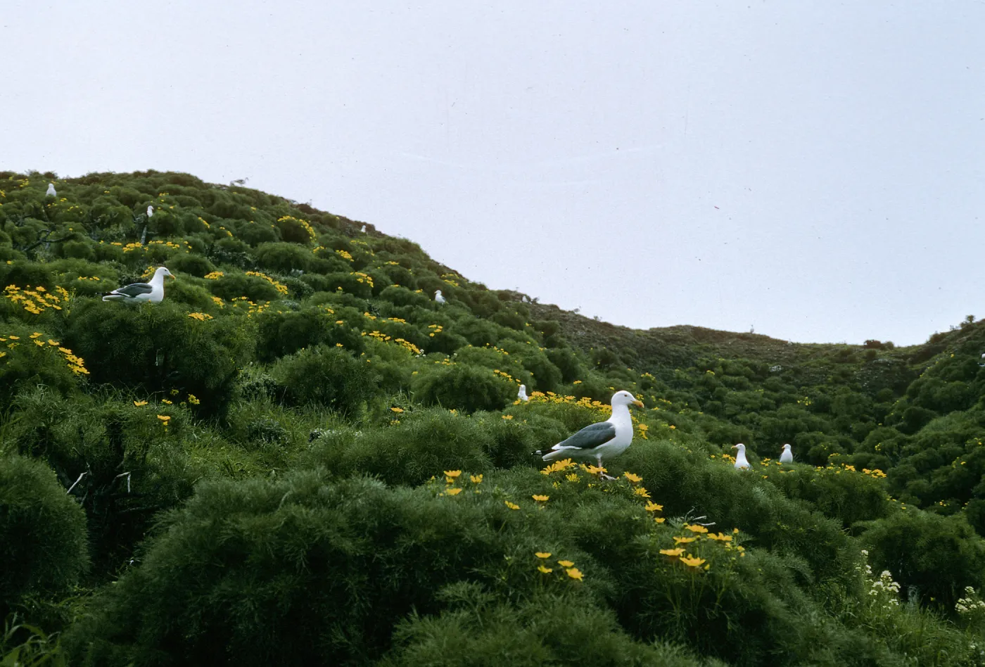 Middle Anacapa Island, Western Gulls, Sheep Camp