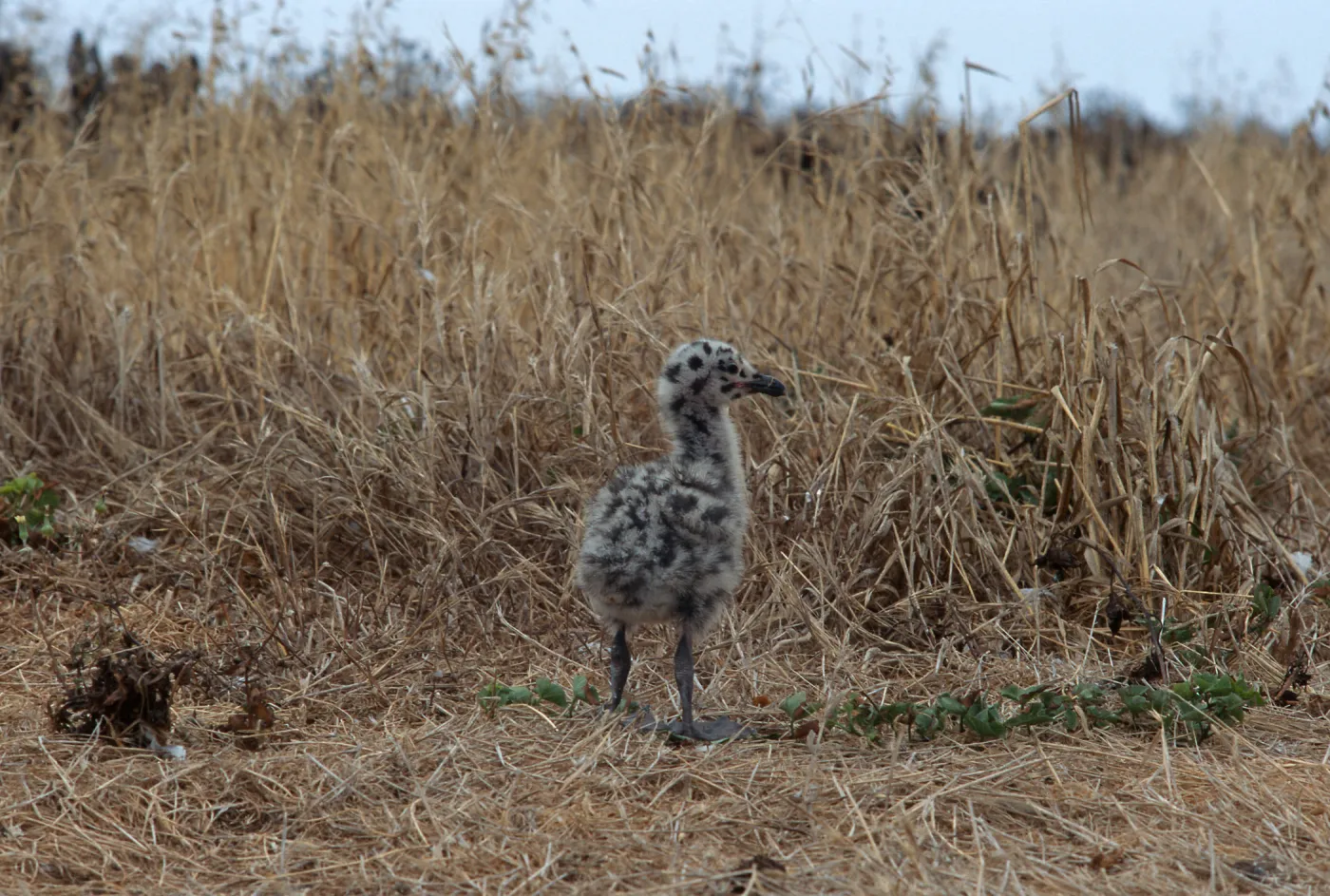 East Anacapa Island, Western Gull chick