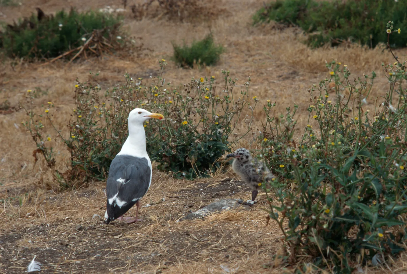 East Anacapa Island, Western Gulls