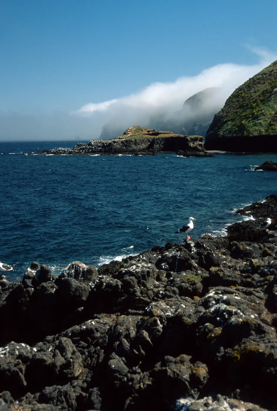 Middle Anacapa Island, looking East, Sheep Camp
