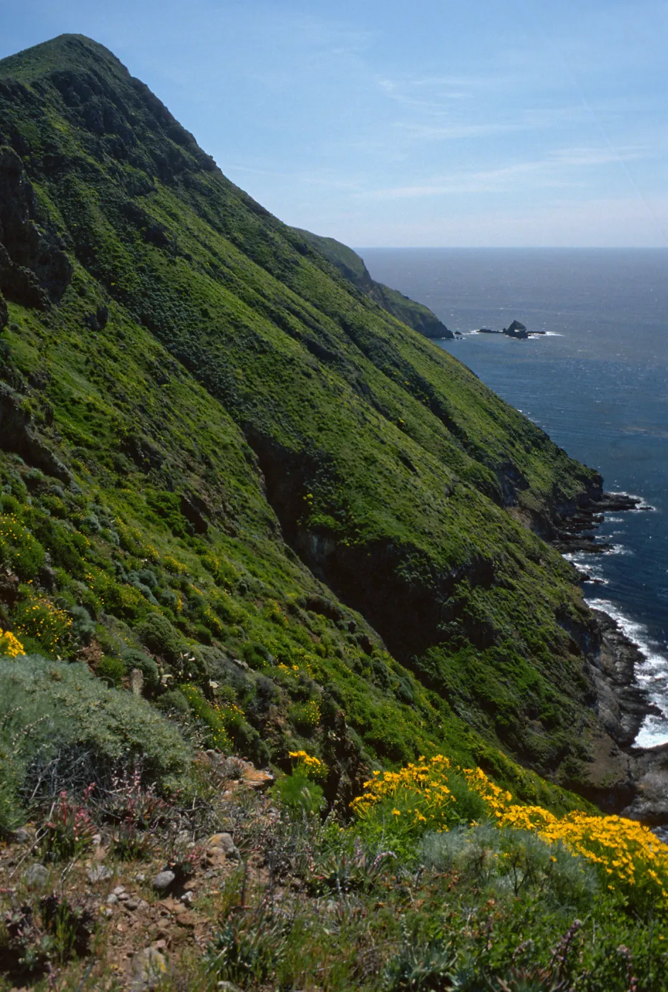 West Anacapa Island, S-facing slopes, West of summit