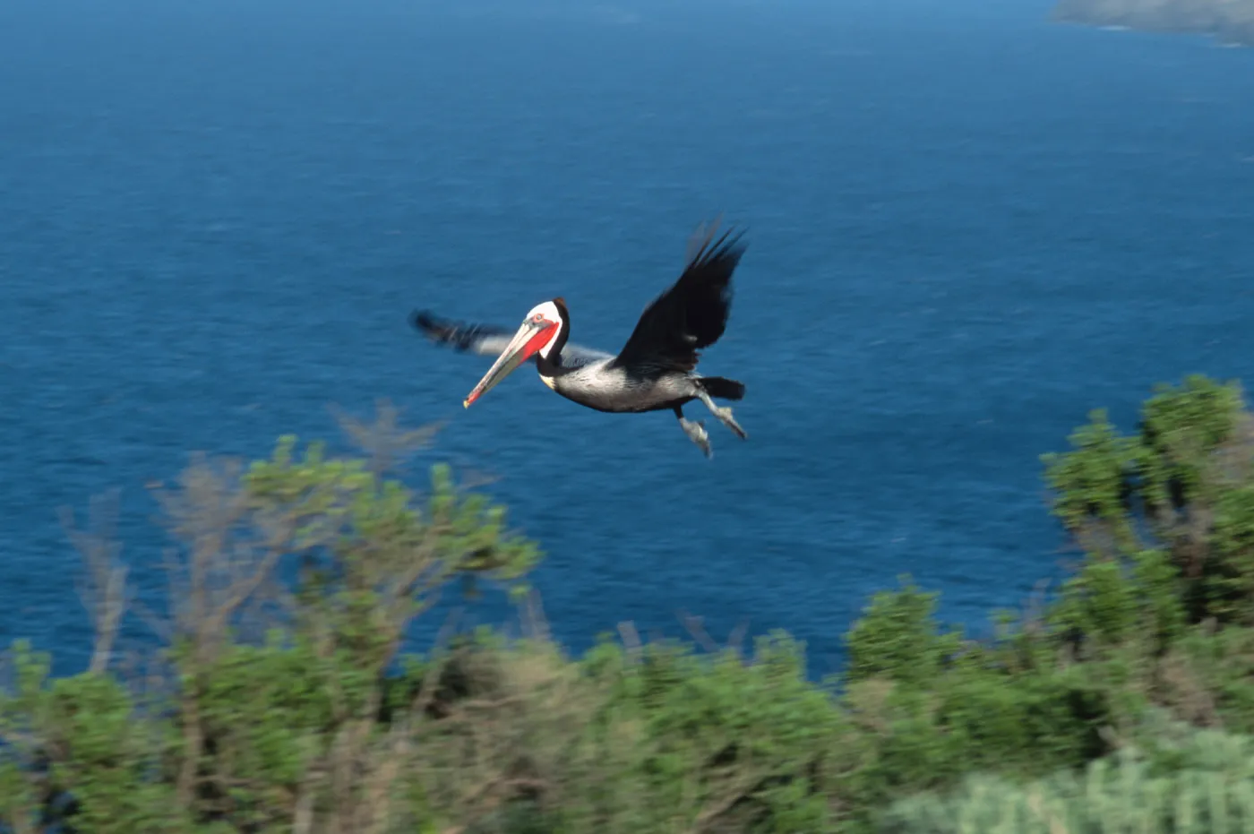 West Anacapa Island, Brown Pelican