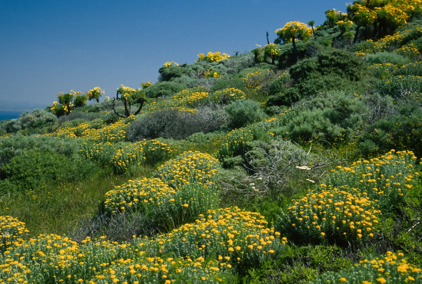 West Anacapa Island, Eriophyllum confertifolium, West flanks of Summit Peak