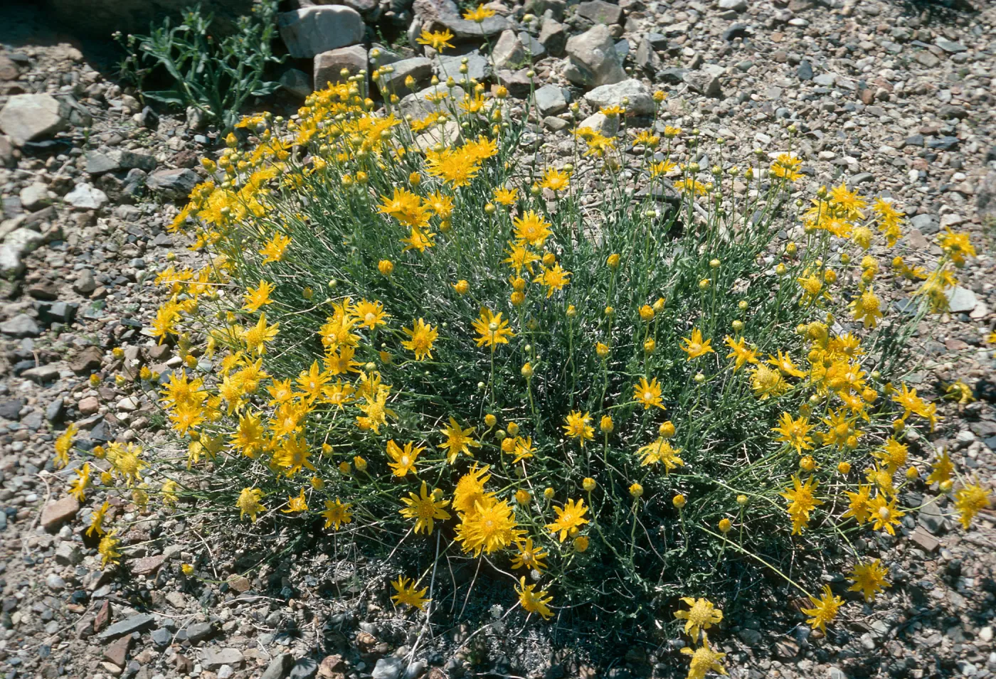 Acamptopappus shockleyii, Death Valley National Park, Saline Valley