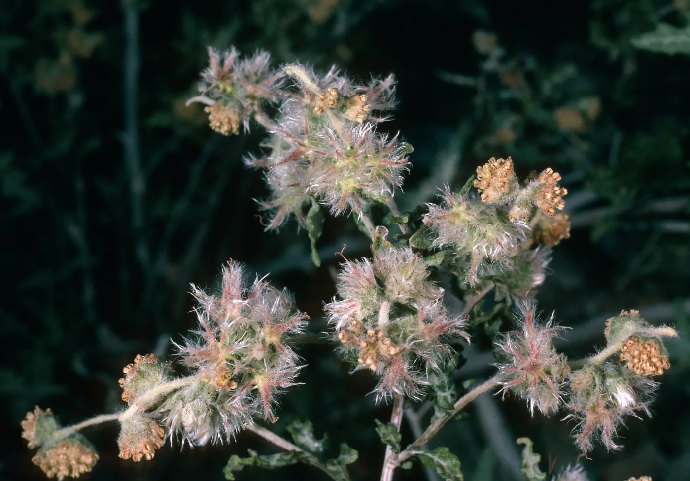 Ambrosia eriocentra, Mojave National Preserve, Vulcan Mine, Providence Mountains