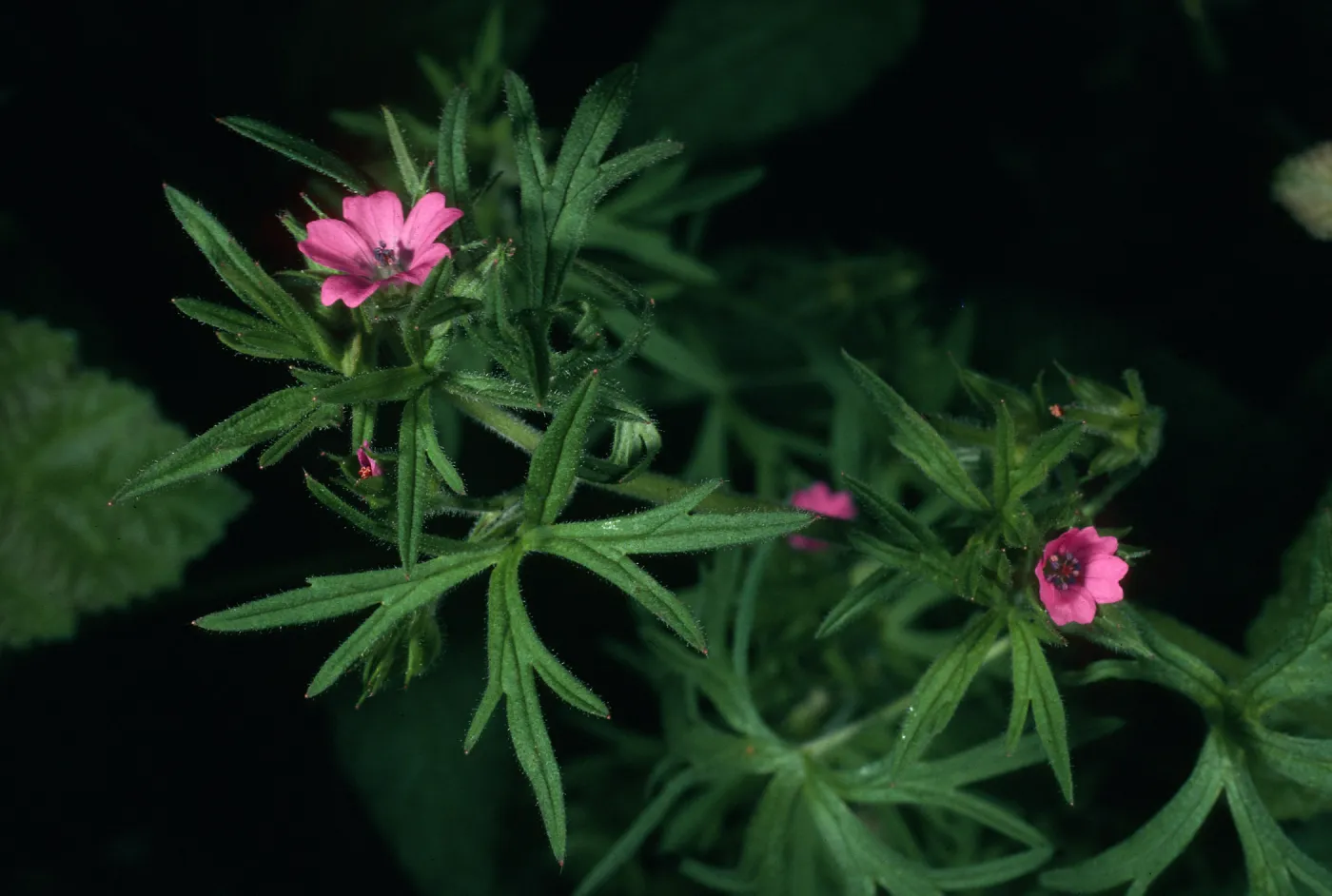 Geranium dissectum, Montana de Oro, Coon Creek