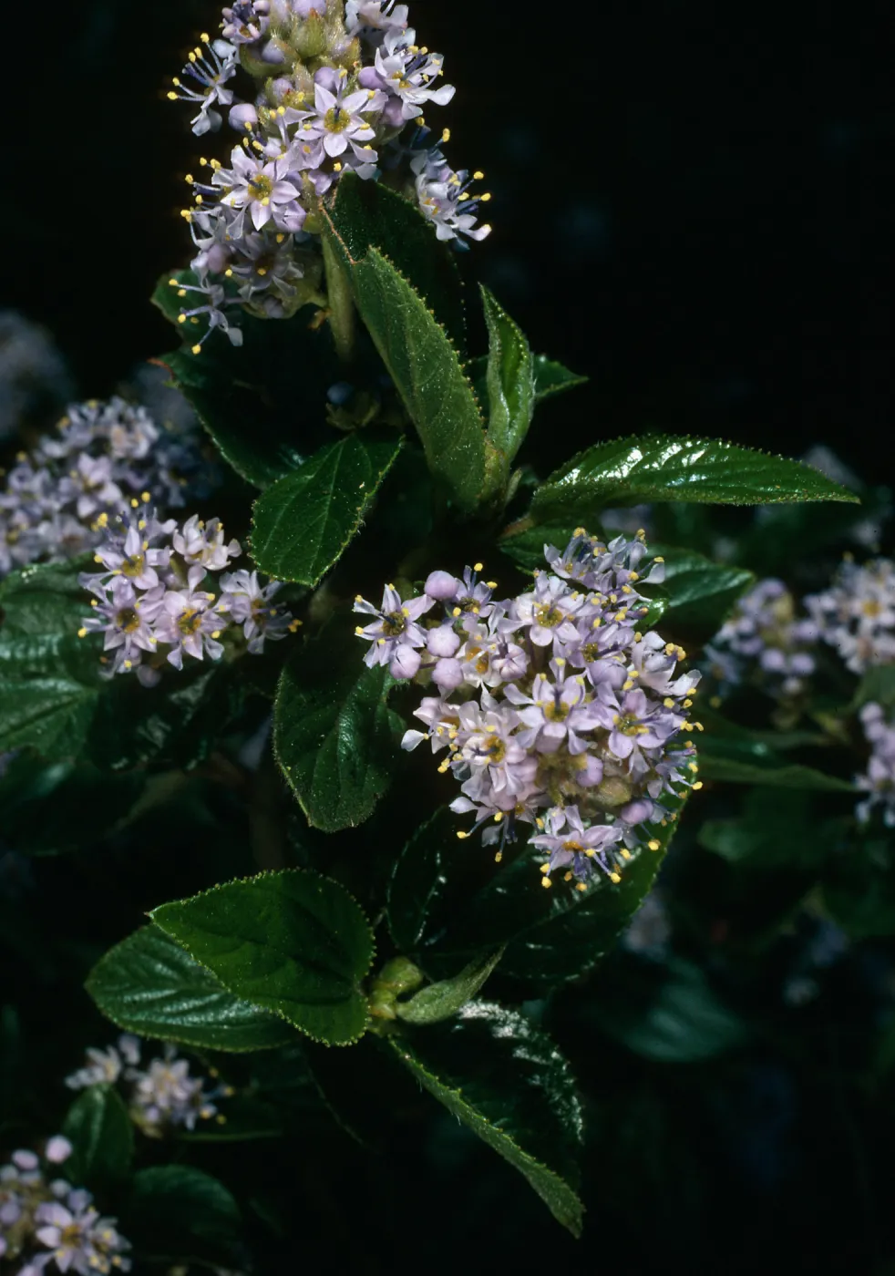 Ceanothus oliganthus, Tunnel Trail
