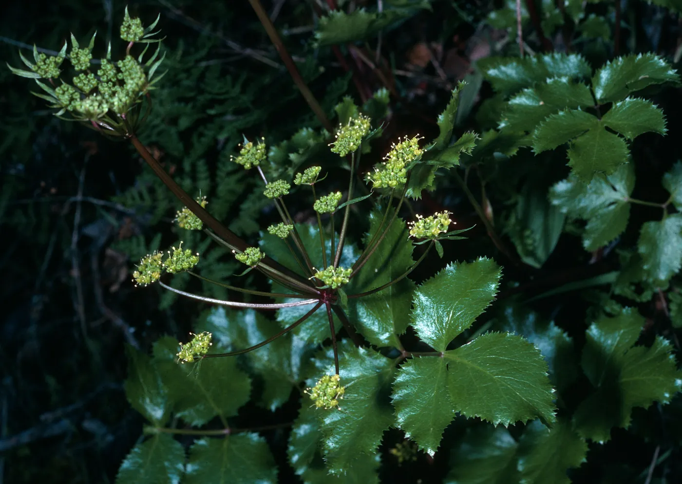 Tauschia arguta, 19 Oaks Trail, Santa Barbara County