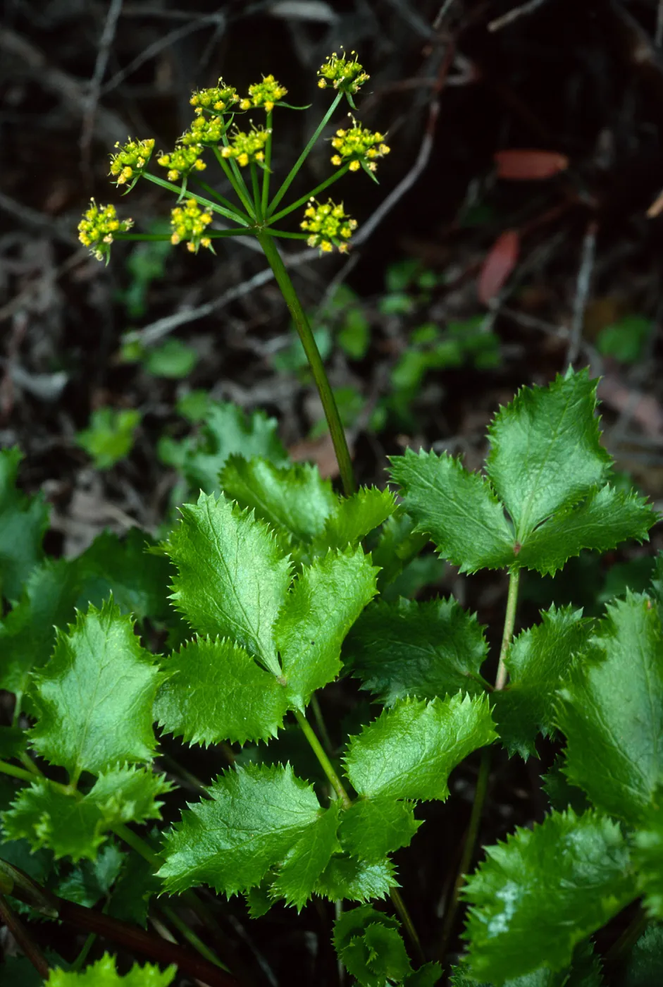 Tauschia arguta, 19 Oaks Trail, Santa Barbara