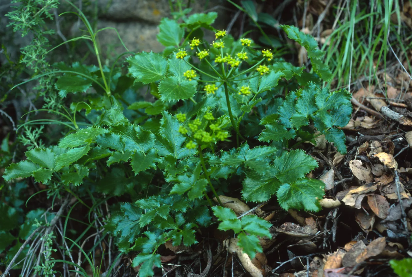 Tauschia arguta, Tunnel Trail