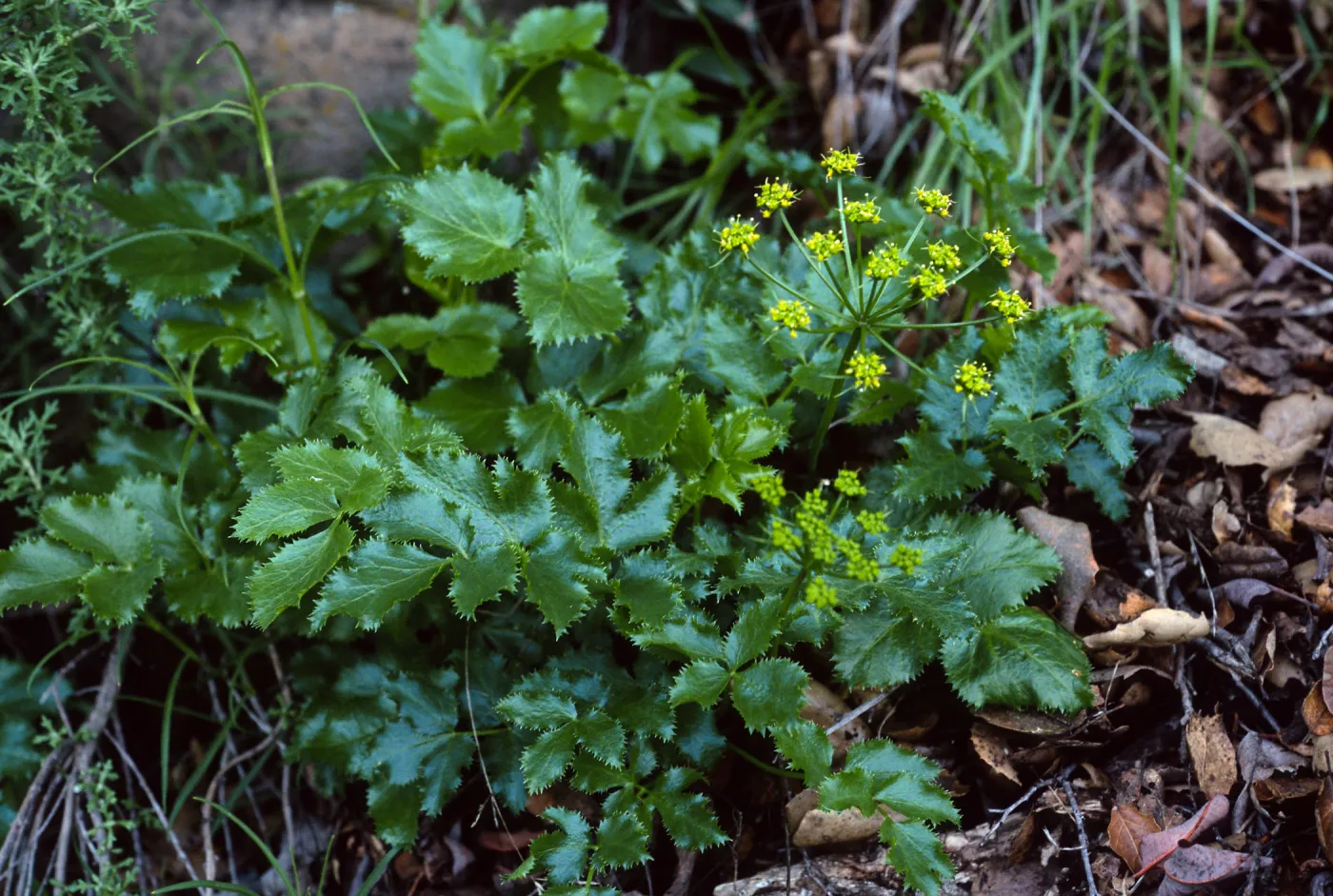 Tauschia arguta, Tunnel Trail