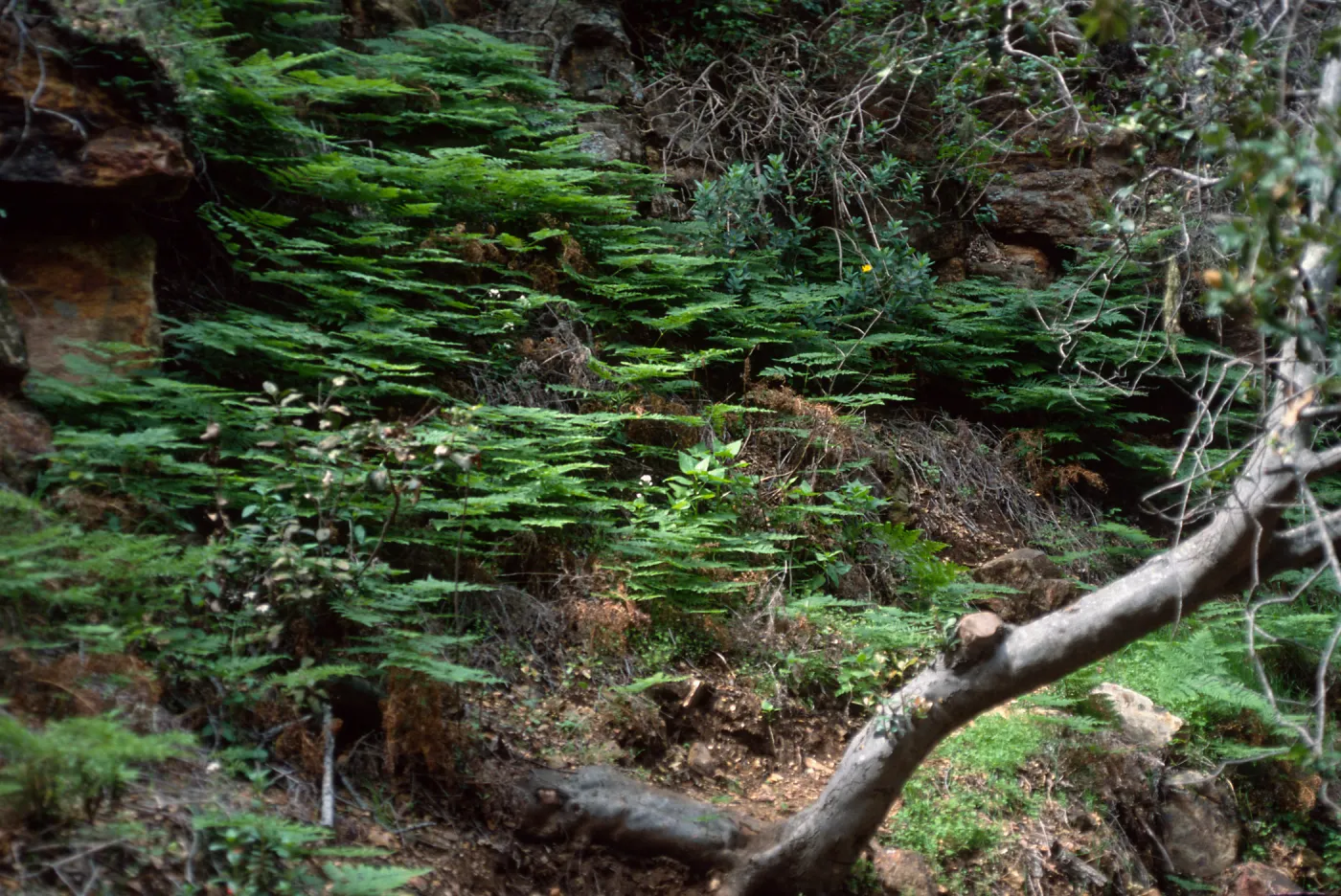 Pteridium aquilinum, Santa Cruz Island, canyon, Prisoners-Pelican Trail