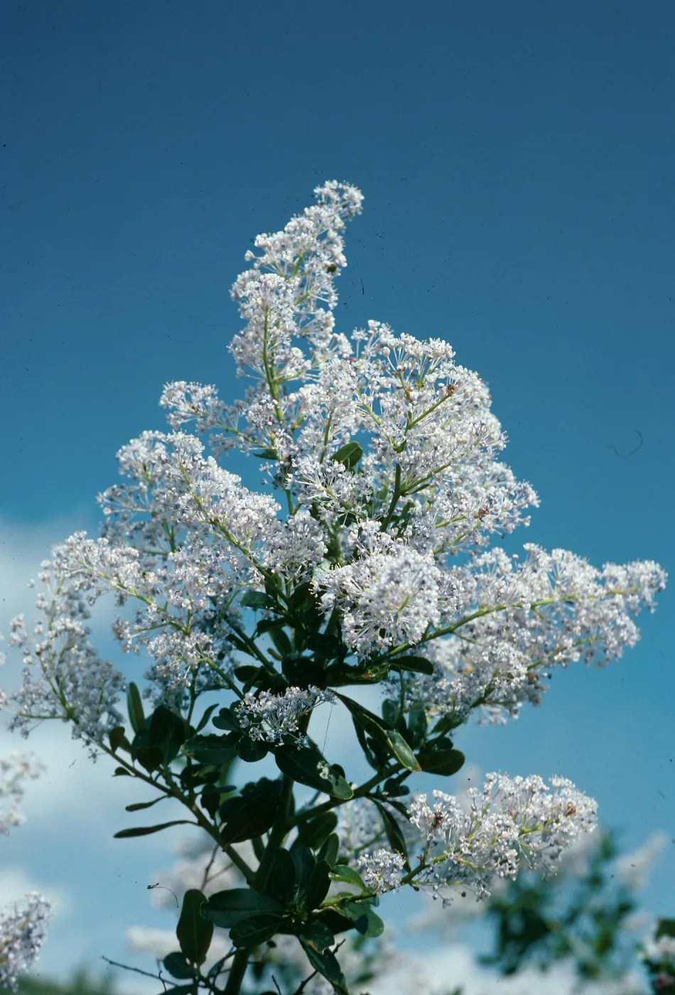 Ceanothus spinosus, Toro Canyon County Park