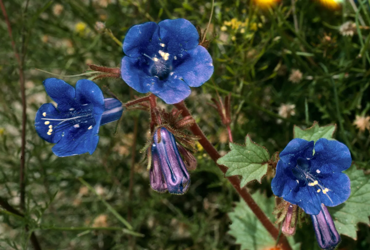 Phacelia, Joshua Tree, South end