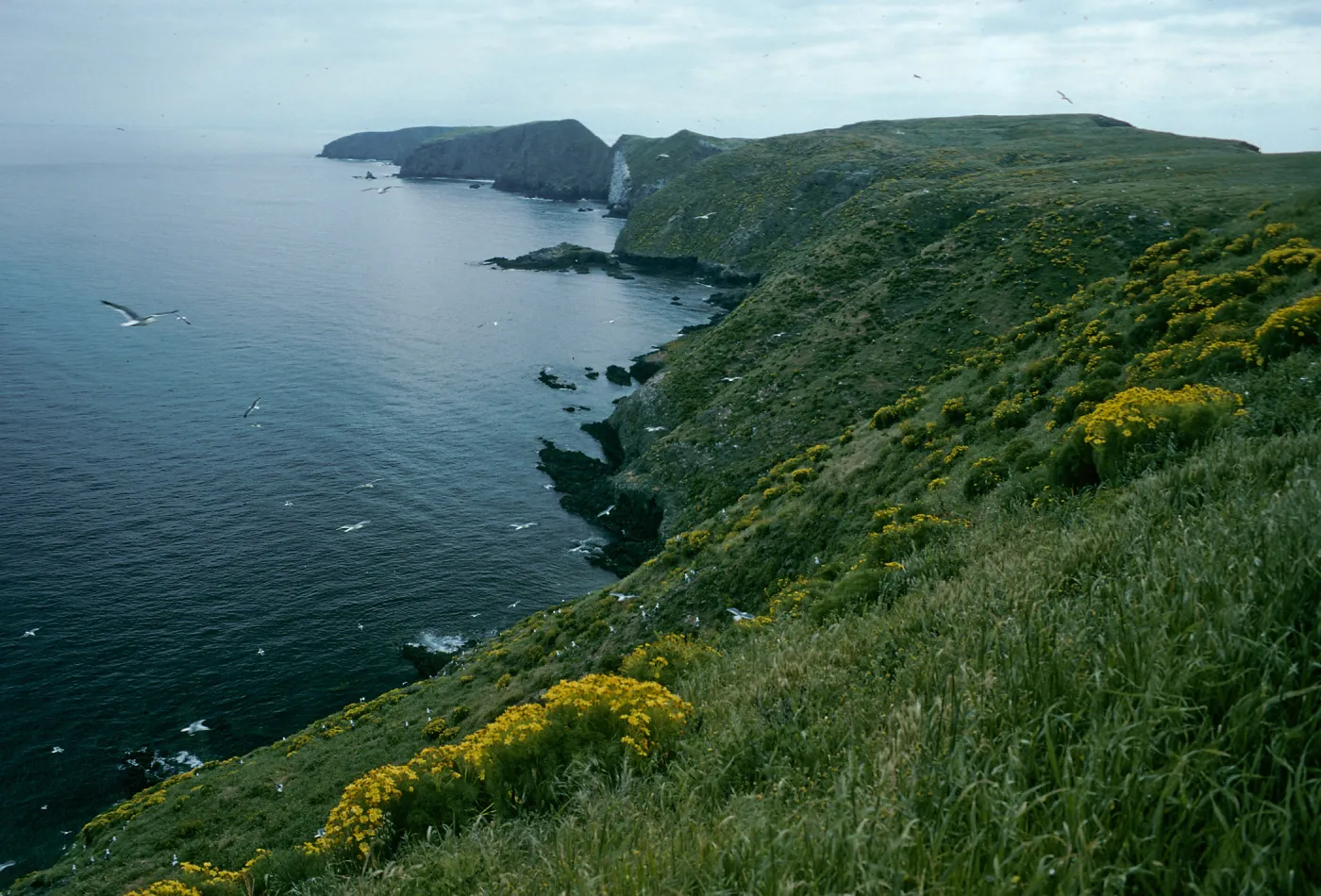 Middle Anacapa Island, North side & East Anacapa view