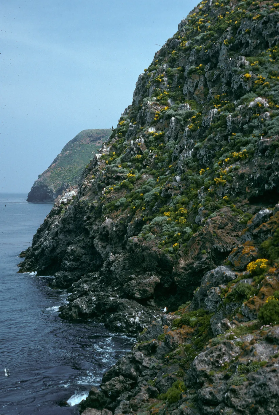 West Anacapa Island, onshore bluffs, just East of Rat Rock