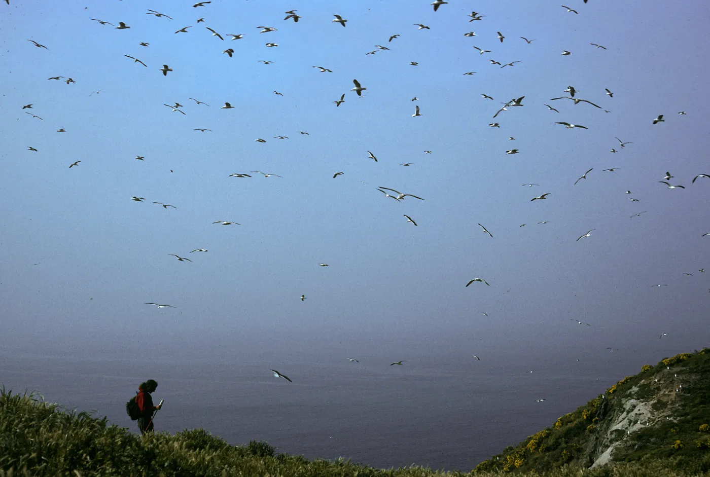 Middle Anacapa Island, seagulls & David Rosen, West of East Fish Camp