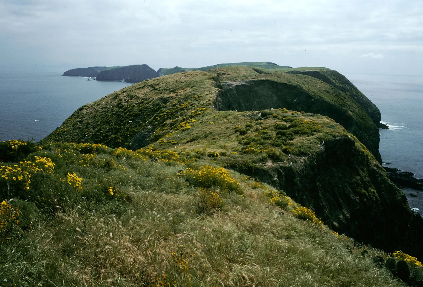 Middle Anacapa Island, terrace, looking East from near West end