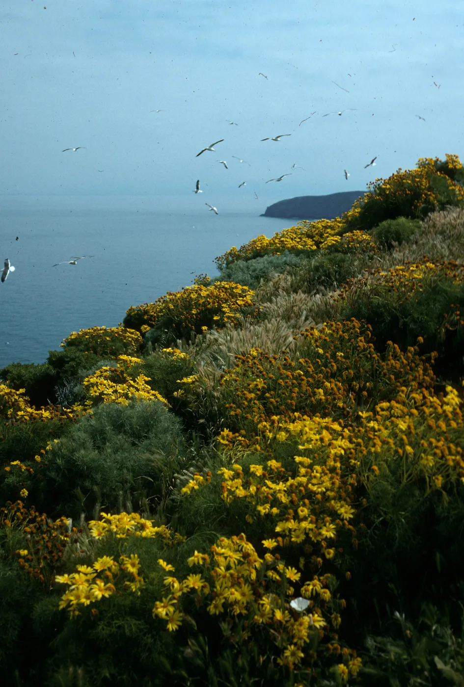 Middle Anacapa Island, Coreopsis, top of W-facing bluffs
