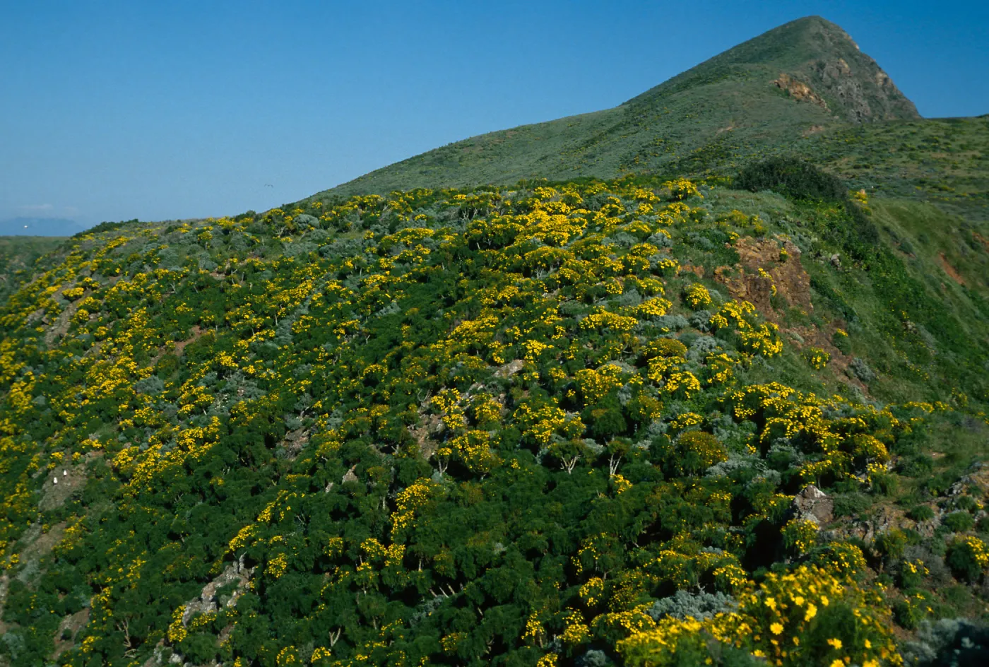 West Anacapa Island, Coreopsis, West end